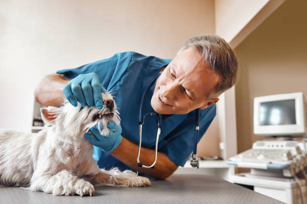 Best Emergency Wisdom Teeth Removal in South Bradenton, FL